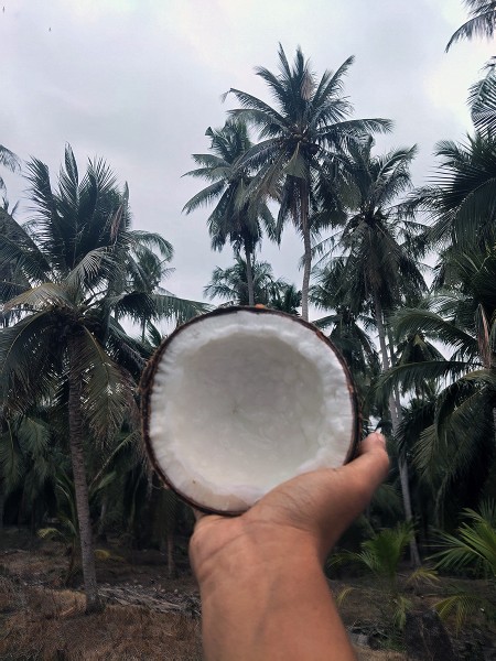 ขาย สินค้า จำหน่ายมะพร้าวกะทิแบบลูก ส่งฟรีกรุงเทพปริมณฑล มะพร้าวกะทิ ประจวบครีรีขันธฺ์ ทับสะแก